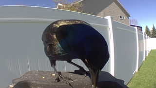 common grackle