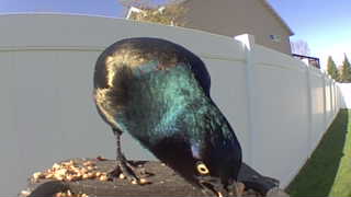 common grackle