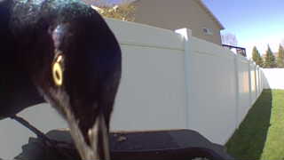 common grackle