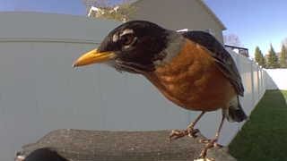 american robin