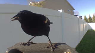 red-winged blackbird
