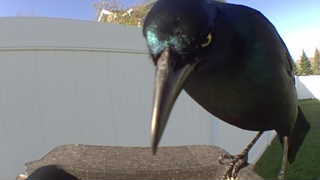 common grackle