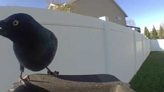 common grackle