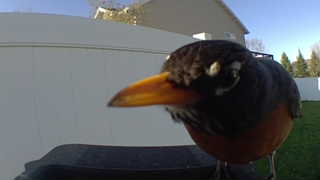 american robin