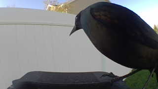 common grackle