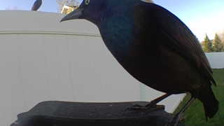 common grackle
