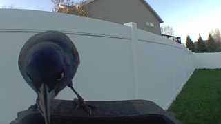 common grackle