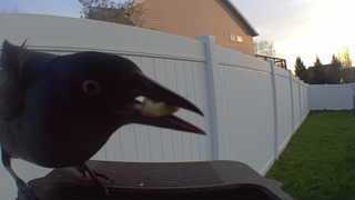 common grackle