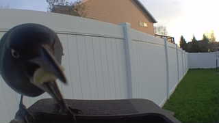 american crow
