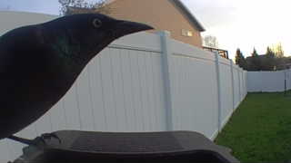 common grackle