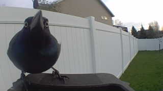 common grackle