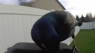 common grackle