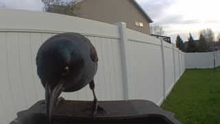 common grackle