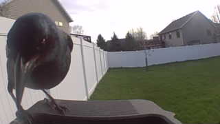 american crow