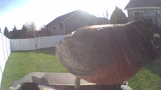 american robin