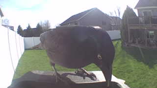 common grackle