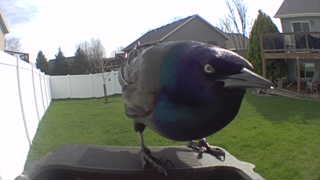 common grackle