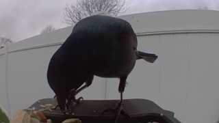 rock pigeon