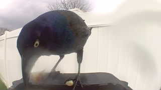 common grackle