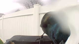 common grackle