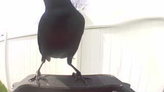 red-winged blackbird