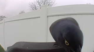 common grackle