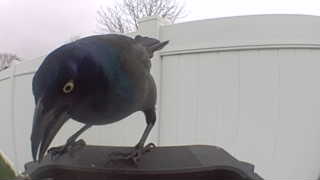 common grackle