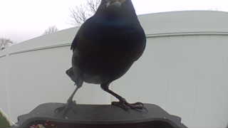 common grackle