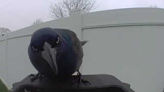 common grackle