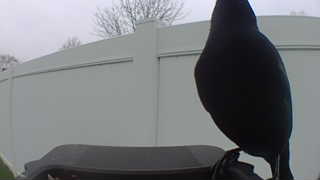 american crow