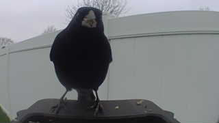 american crow