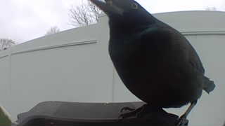 common grackle
