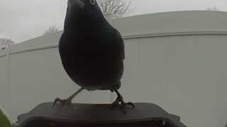 common grackle