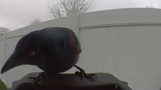 common grackle