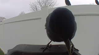american crow