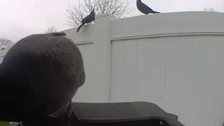 american crow