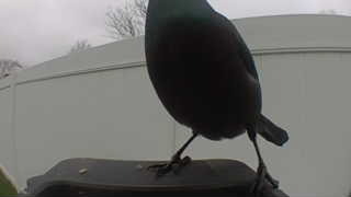 common starling