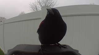 red-winged blackbird