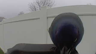 common pigeon