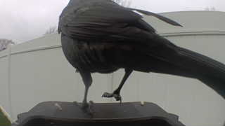 american crow
