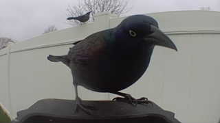 common grackle