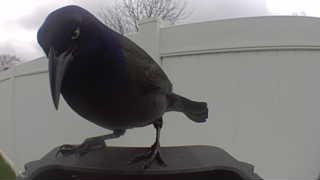 common grackle