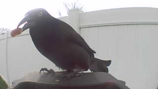 common grackle