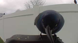 european starling