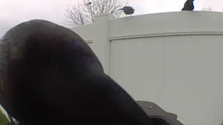 american crow