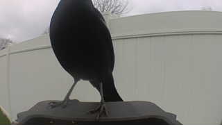 red-winged blackbird