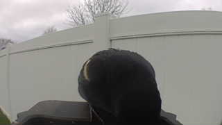 common grackle