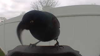 american crow