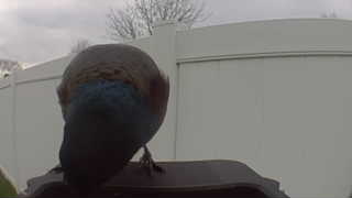 american robin