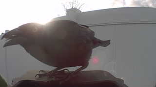 house sparrow